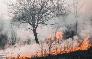 Донеччину очікує надзвичайна пожежна небезпека