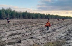 Розмінування та відновлення: складний шлях Лиманського та Слов’янського лісгоспів